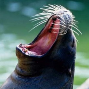 St. Louis Zoo - sea lion