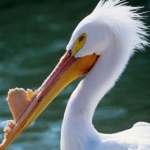 St. Louis Zoo - Stork