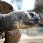 St. Louis Zoo - turtle